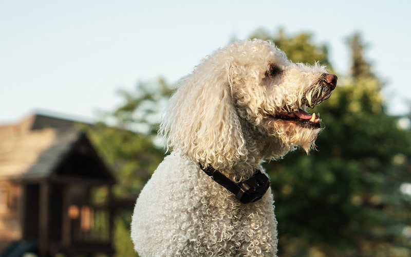 How a Smart Rechargeable Anti-Barking Dog Collar Can Improve Your Dog's Behavior