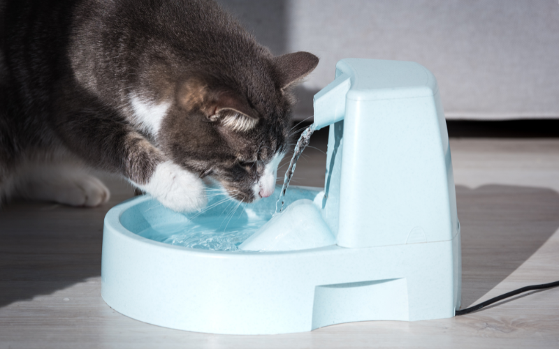 Ensuring Your Pet Stays Hydrated: The Importance of a Water Bowl